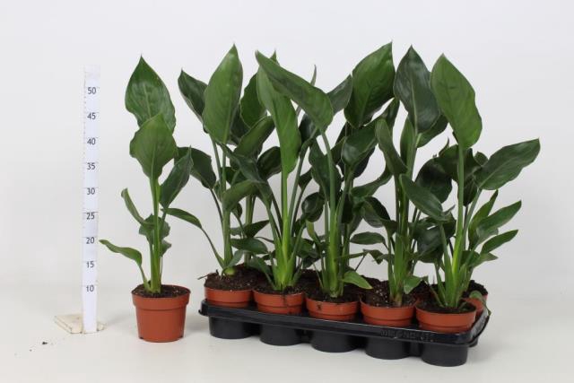 <h4>STRELITZIA REGINAE</h4>