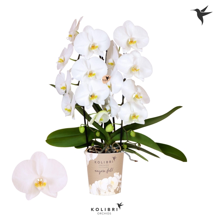 <h4>Kolibri Orchids Cascade Niagara Fall Middelbrough 2 spike</h4>