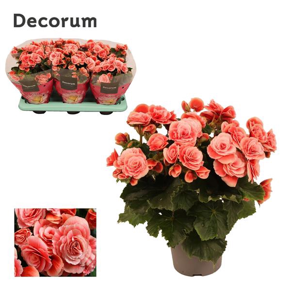 <h4>Begonia Borias</h4>
