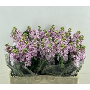 MATTH IRON CHERRY BL