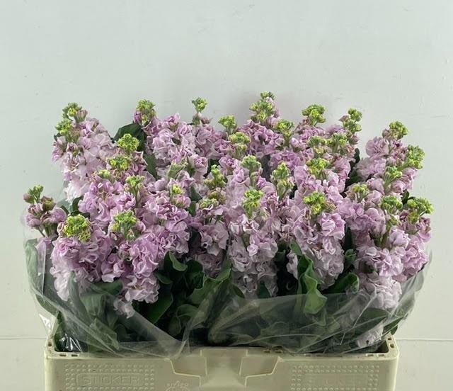 <h4>MATTH IRON CHERRY BL</h4>