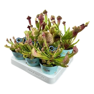 Sarracenia mix 8,5 cm in Flybye potcover