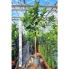 Ficus Lyrata rechte stam 480