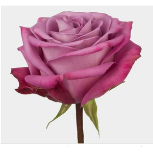 ROSA MOODY BLUES 060 CM ESTUFA