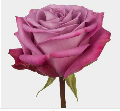 <h4>ROSA MOODY BLUES 060 CM ESTUFA</h4>