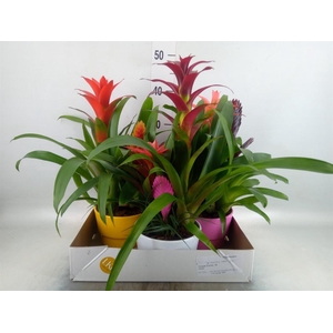 Arr.  Bromelia H%