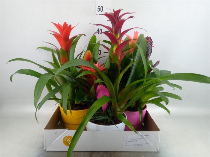 <h4>Arr. Bromelia H%</h4>