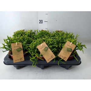 Rhipsalis burchellii