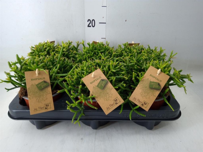 <h4>Rhipsalis burchellii</h4>