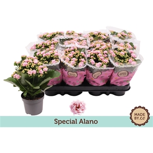 Kalanchoë Special Alano