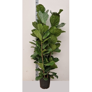 Ficus Lyrata 30Ø 170cm 3pp