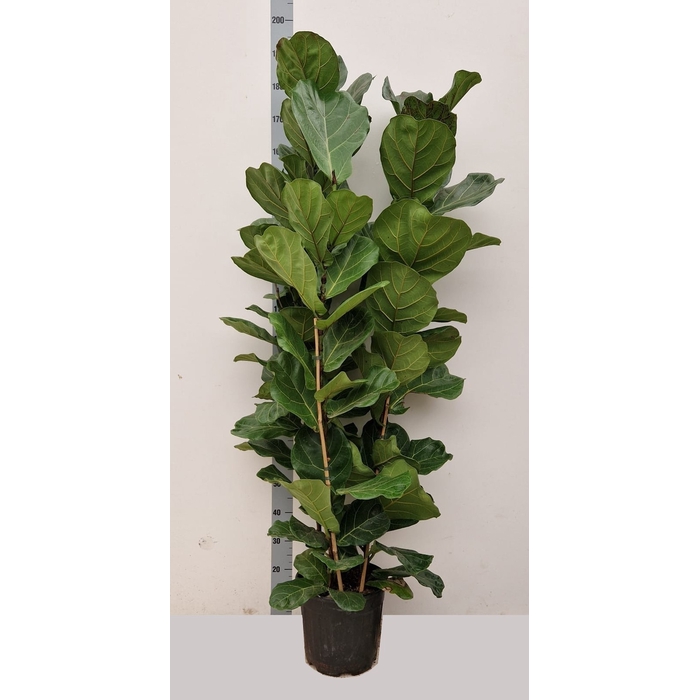 <h4>Ficus Lyrata 30Ø 170cm 3pp</h4>