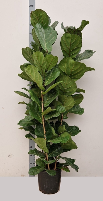 Ficus Lyrata 30Ø 170cm 3pp
