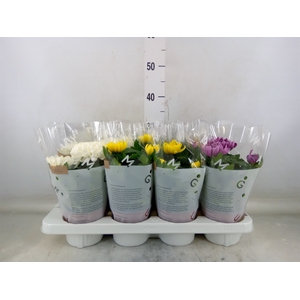 Chrysanthemum  'Cosmo'  ..mix