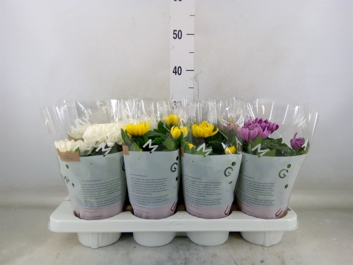 <h4>Chrysanthemum  'Cosmo'  ..mix</h4>