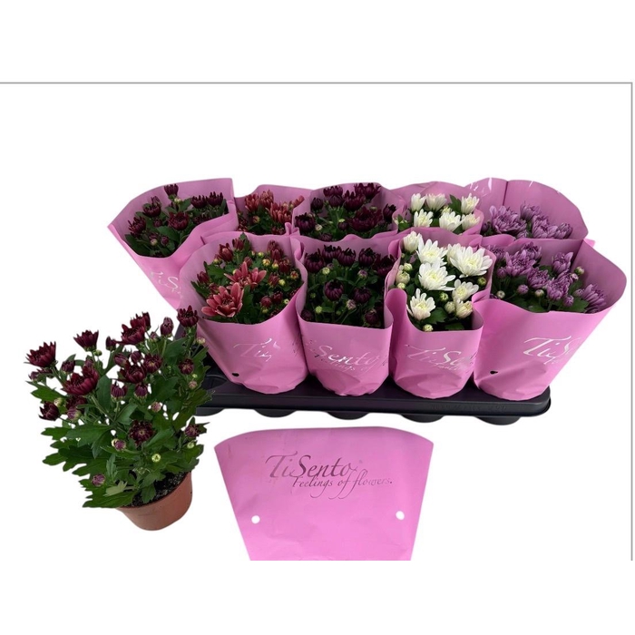 <h4>CHRYS GEVULDBL GEM</h4>