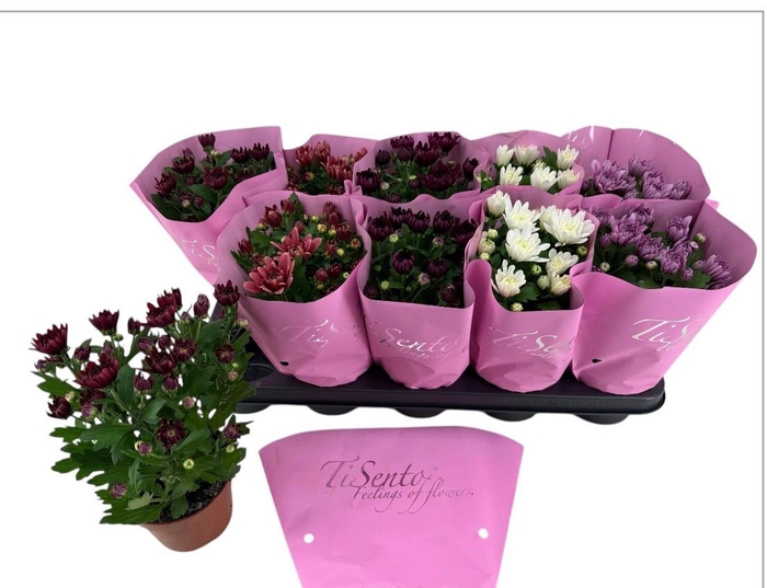 <h4>CHRYS GEVULDBL GEM</h4>