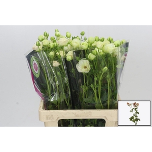 RAN CO MAG SALMOUSSE