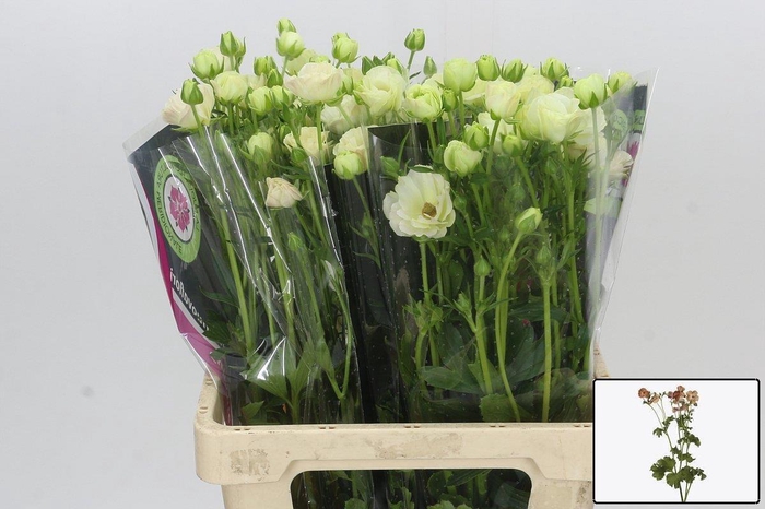 <h4>RAN CO MAG SALMOUSSE</h4>