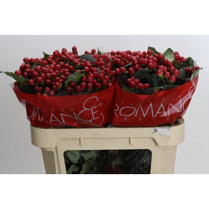 Hypericum True Romance