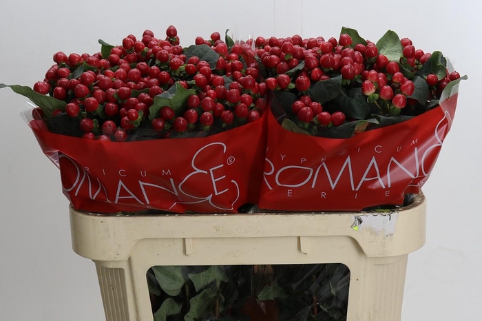 <h4>Hypericum True Romance</h4>