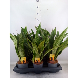 Sansevieria trifa.   ...