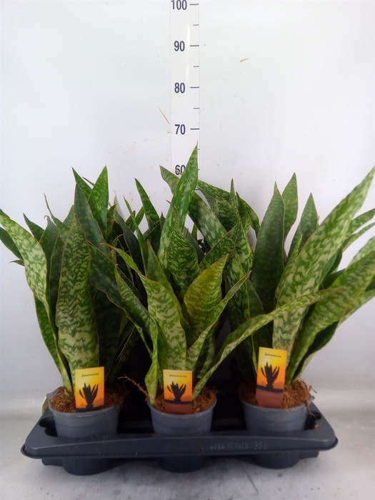 <h4>Sansevieria trifa.   ...</h4>