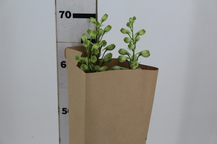 <h4>DELPHINIUM AURORA LAVANDER</h4>