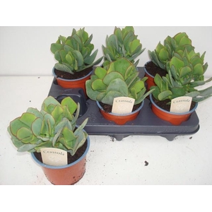 CRASS ARBOR UNDILATI