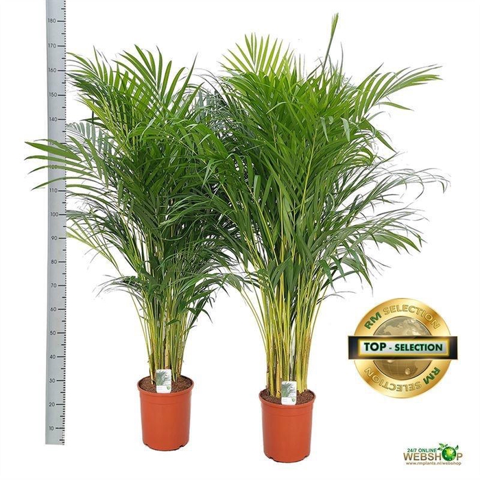 <h4>DYPSIS LUTESCENS</h4>