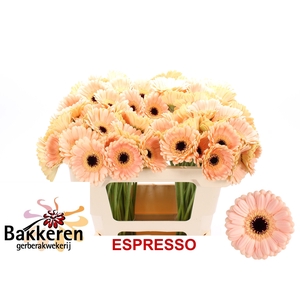 Ge Mi Espresso