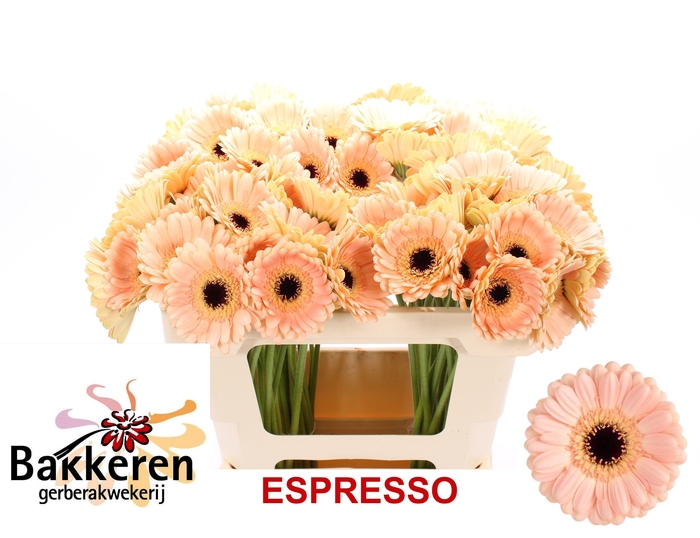 <h4>Ge Mi Espresso</h4>