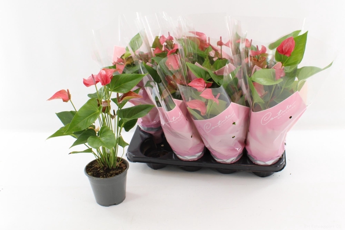 <h4>ANTHU FL ROMANTICO</h4>