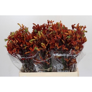 Kangaroo Paw Early Spring Indoor