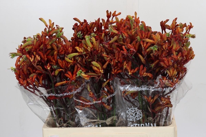 <h4>Kangaroo Paw Early Spring Indoor</h4>