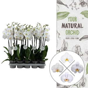 Your Natural Orchid | White 75cm | Phalaenopsis 2 spike