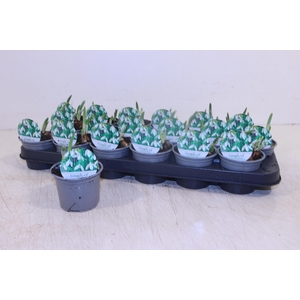 GALANTHUS NIV IN POT
