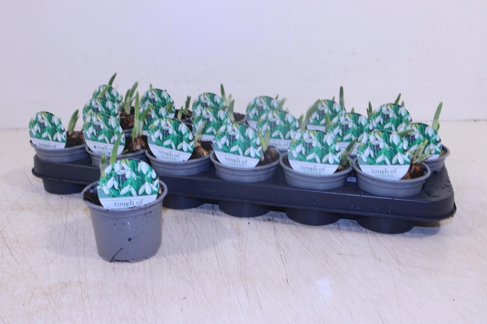 <h4>GALANTHUS NIV IN POT</h4>