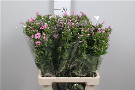 <h4>Phlox P Kiki</h4>