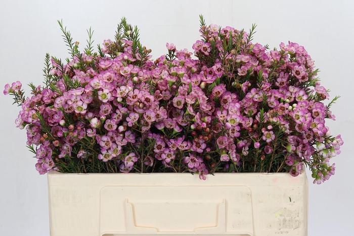 <h4>Chamelaucium Adi</h4>