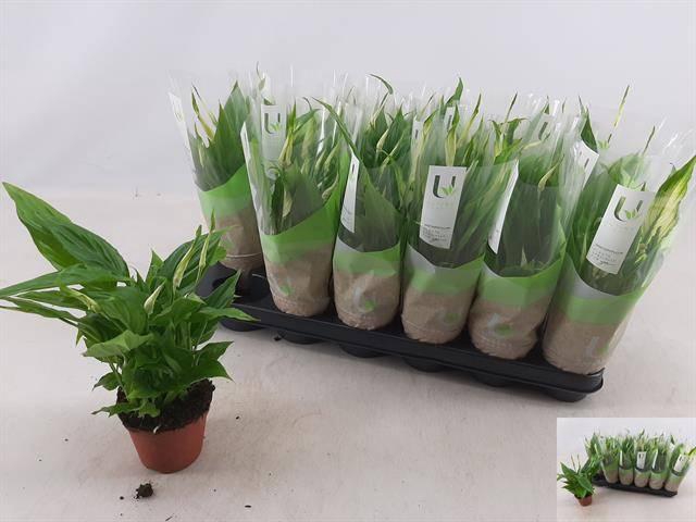 <h4>SPATH CHOPIN</h4>