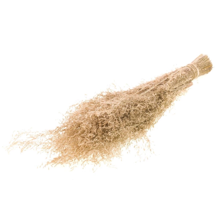 <h4>Munni Grass Natural</h4>