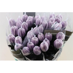 Chr G Kbh Antonov Cassis