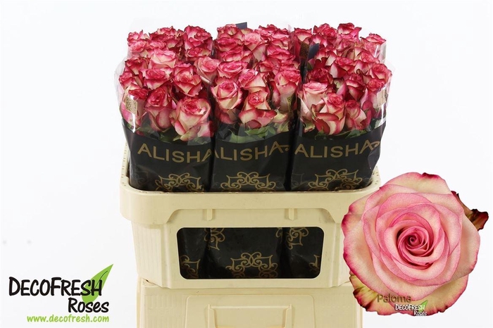 <h4>R Gr Paloma</h4>