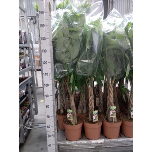 Pachira aquatica