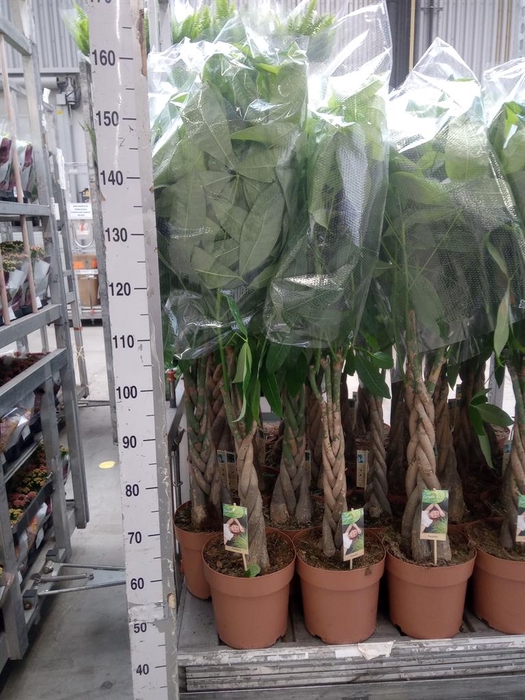 <h4>Pachira aquatica</h4>