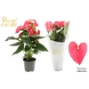 Anthurium 17 cm Maine in Haute Couture sleeve