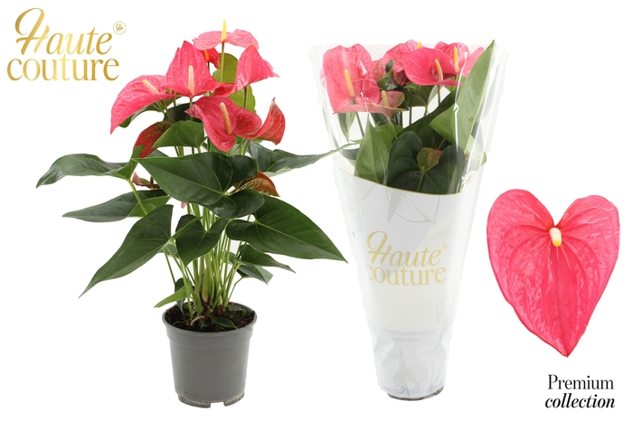 <h4>Anthurium 17 cm Maine in Haute Couture sleeve</h4>
