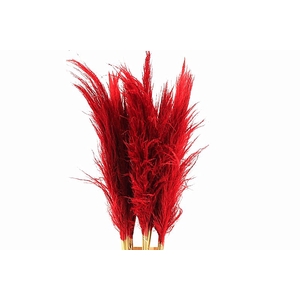 Cortaderia Red