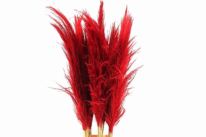 <h4>Cortaderia Red</h4>